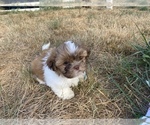 Small Photo #3 Shih Tzu Puppy For Sale in VENETA, OR, USA