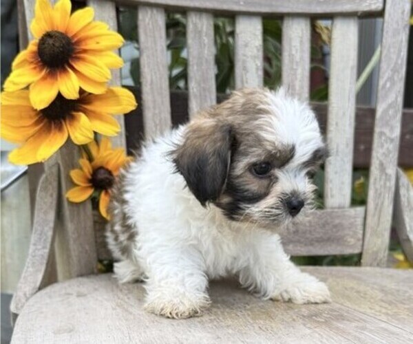 Medium Photo #3 Shih Tzu Puppy For Sale in THORP, WI, USA