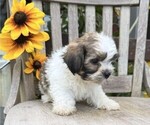 Small #2 Shih Tzu