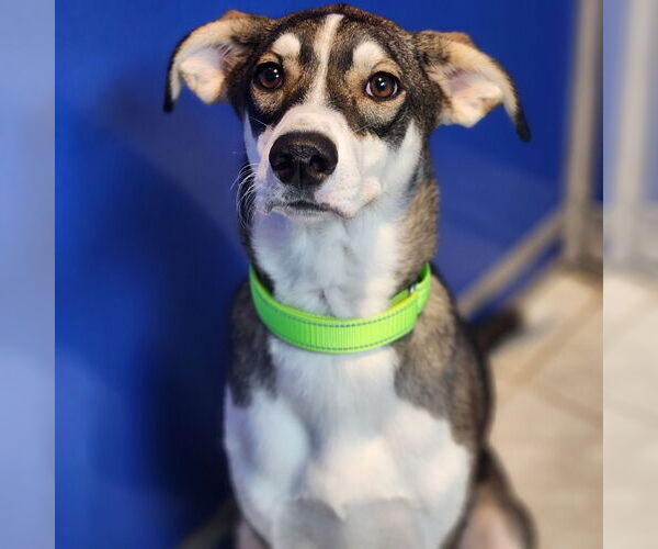 Medium Photo #2 Mutt Puppy For Sale in Walnutport, PA, USA