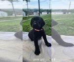 Small #10 Labrador Retriever