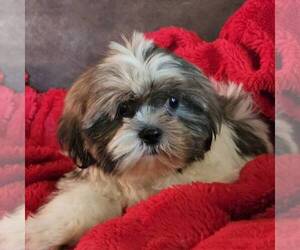 Shih Tzu Puppy for sale in PARADISE, PA, USA