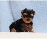Small #2 Yorkshire Terrier