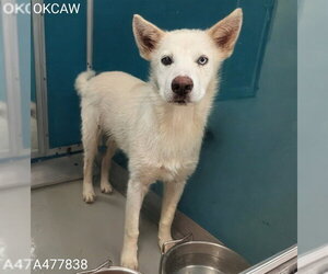 Siberian Husky Dogs for adoption in Oklahoma City, OK, USA
