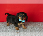 Small #6 Dachshund
