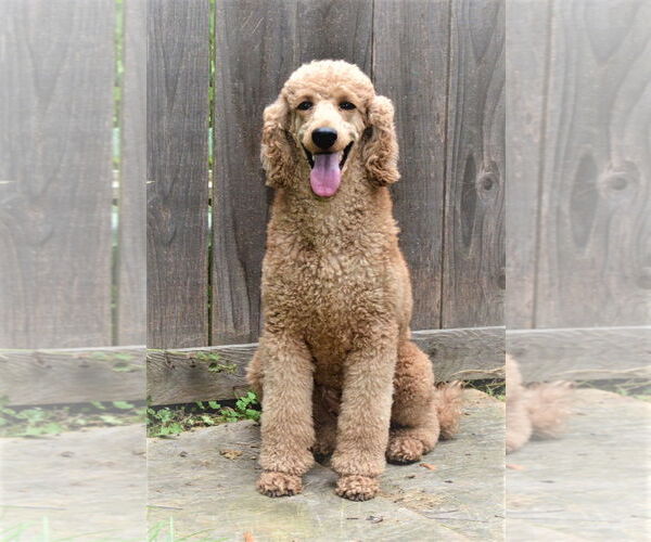 Medium Photo #3 Poodle (Standard) Puppy For Sale in Lincolnwood, IL, USA