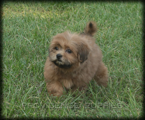 Zuchon Puppy for sale in WAYLAND, IA, USA
