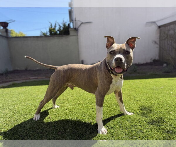 Medium Photo #3 American Pit Bull Terrier-American Staffordshire Terrier Mix Puppy For Sale in Pacifica, CA, USA