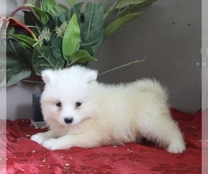 Samoyed Puppy for sale in DANVILLE, OH, USA