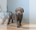 Small #2 Labrador Retriever