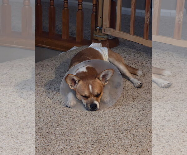 Medium Photo #2 Chihuahua-Unknown Mix Puppy For Sale in Denver , CO, USA