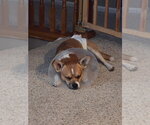Small Photo #2 Chihuahua-Unknown Mix Puppy For Sale in Denver , CO, USA