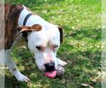 Small #1 American Pit Bull Terrier Mix