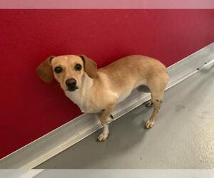 Chihuahua-Unknown Mix Dogs for adoption in Visalia, CA, USA