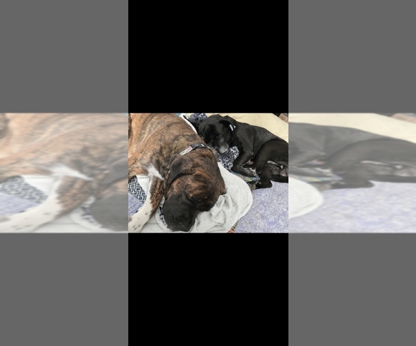Medium Photo #2 Cane Corso Puppy For Sale in INDIANAPOLIS, IN, USA