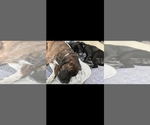 Small #1 Cane Corso