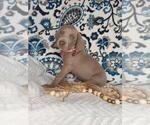 Small #3 Weimaraner