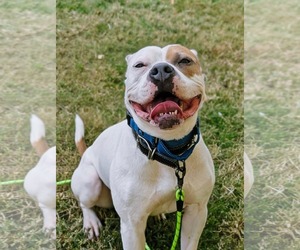 American Staffordshire Terrier-Boxer Mix Dogs for adoption in Caribou, ME, USA