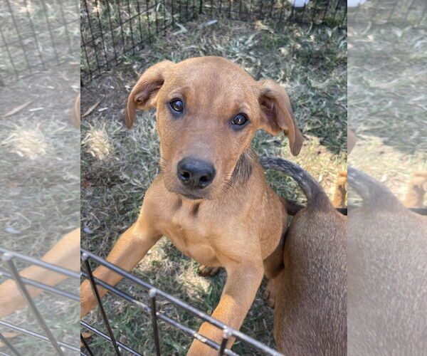 Medium Photo #4 Labrottie Puppy For Sale in Kannapolis, NC, USA