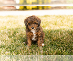 Small Photo #9 Poodle (Miniature) Puppy For Sale in MILLERSBURG, IN, USA