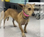 Small #2 Chihuahua Mix