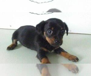 Toy Rat Doxie Puppy for sale in BLMGTN, IN, USA