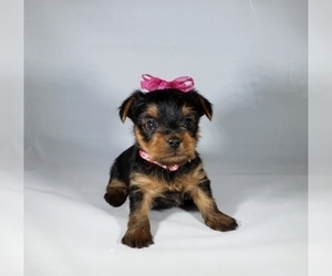 Yorkshire Terrier Puppy for sale in NICHOLSON, GA, USA