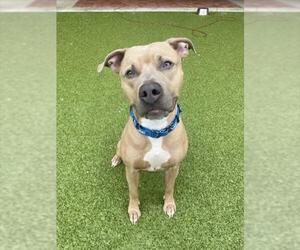 American Staffordshire Terrier Dogs for adoption in Derwood, MD, USA