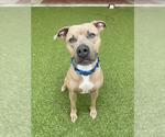 Small American Staffordshire Terrier