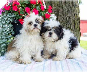 Shih Tzu Puppy for Sale in WAKARUSA, Indiana USA