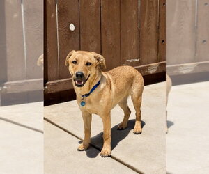Jojo - Male Labrador Retriever Dog for Adoption - Photo #18