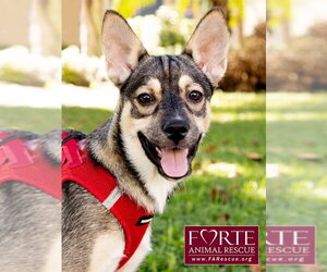 Siberian Husky-Unknown Mix Dogs for adoption in Marina del Rey, CA, USA