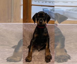 Doberman Pinscher Puppy for sale in AMHERST, OH, USA