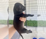 Small #1 American Pit Bull Terrier