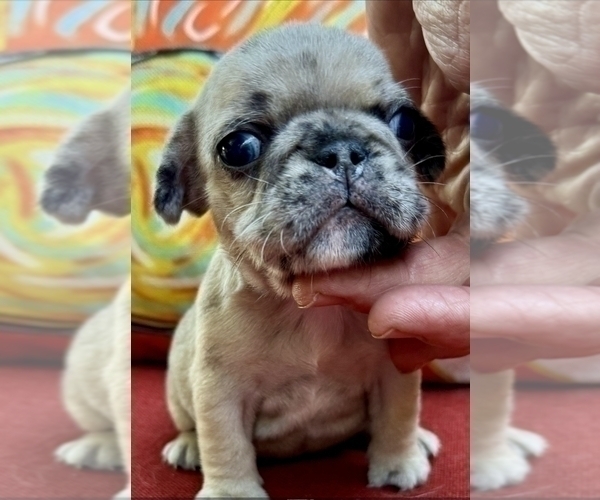 Medium Photo #7 French Bulldog Puppy For Sale in PROVIDENCE, NC, USA