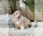 Small Photo #23 Australian Shepherd Puppy For Sale in WESLEY CHAPEL, FL, USA