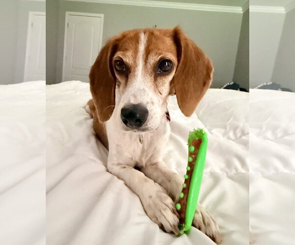 Medium Photo #3 Beagle Puppy For Sale in Arlington, VA, USA