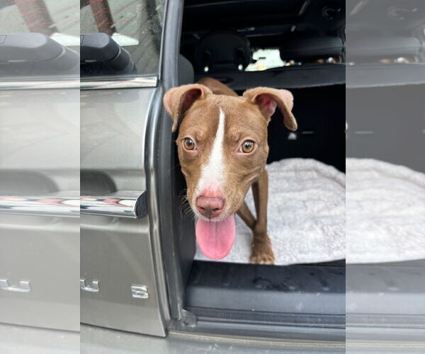 Medium Photo #34 Mutt Puppy For Sale in Philadelphia, PA, USA