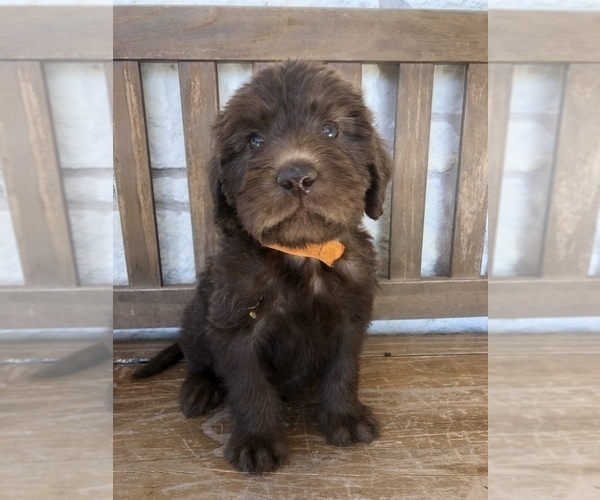 Medium Photo #16 Labradoodle Puppy For Sale in JARRELL, TX, USA
