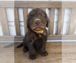 Small Photo #16 Labradoodle Puppy For Sale in JARRELL, TX, USA