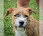 Small #1 Boxer Mix