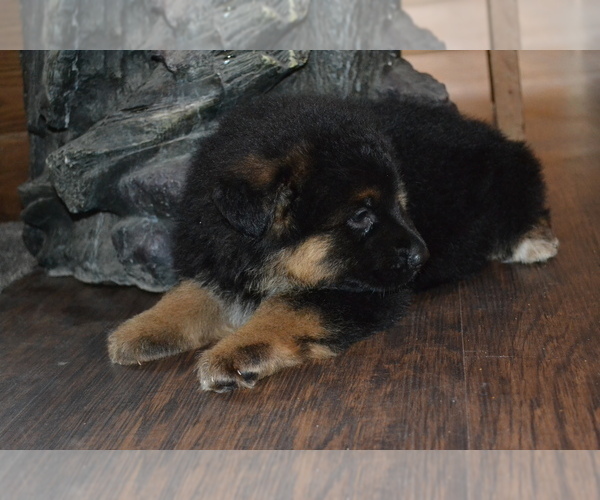 Medium Photo #7 German Shepherd Dog Puppy For Sale in GREENWOOD, WI, USA
