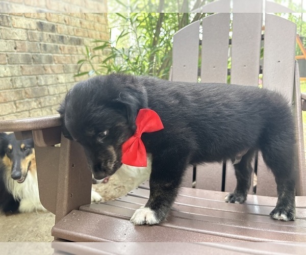 Medium Photo #15 Gollie Puppy For Sale in SANTA ROSA BEACH, FL, USA