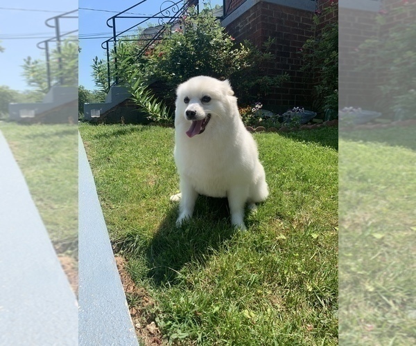 Medium Photo #1 American Eskimo Dog-Pug Mix Puppy For Sale in WASHINGTON, DC, USA