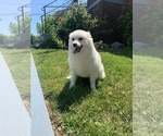 Small Photo #1 American Eskimo Dog-Pug Mix Puppy For Sale in WASHINGTON, DC, USA