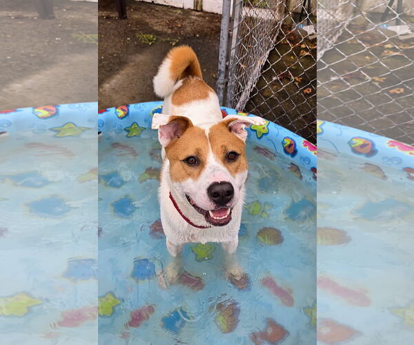 Medium Photo #15 Akita-Labrador Retriever Mix Puppy For Sale in Rockaway, NJ, USA