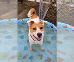 Small #14 Akita-Labrador Retriever Mix