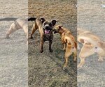 Small Photo #14 Dutch Shepherd -Plott Hound Mix Puppy For Sale in McKinney, TX, USA