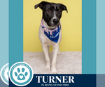 Small #2 Beagle-Pointer Mix