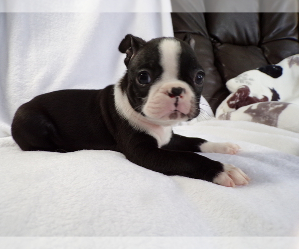 Medium Photo #2 Boston Terrier Puppy For Sale in MONROE, NH, USA